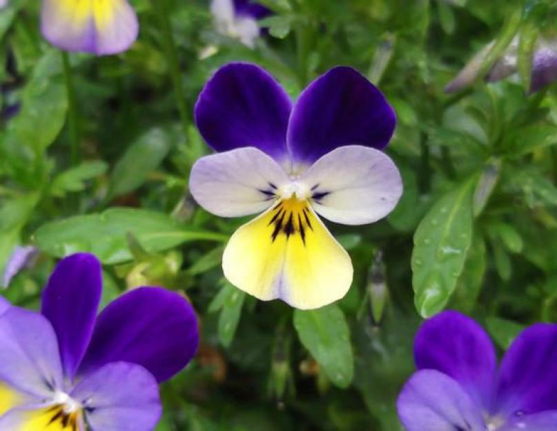 Выращивание виолы из семян: технология посева и выращивания рассады виолы. Когда высаживать рассаду виолы в открытый грунт