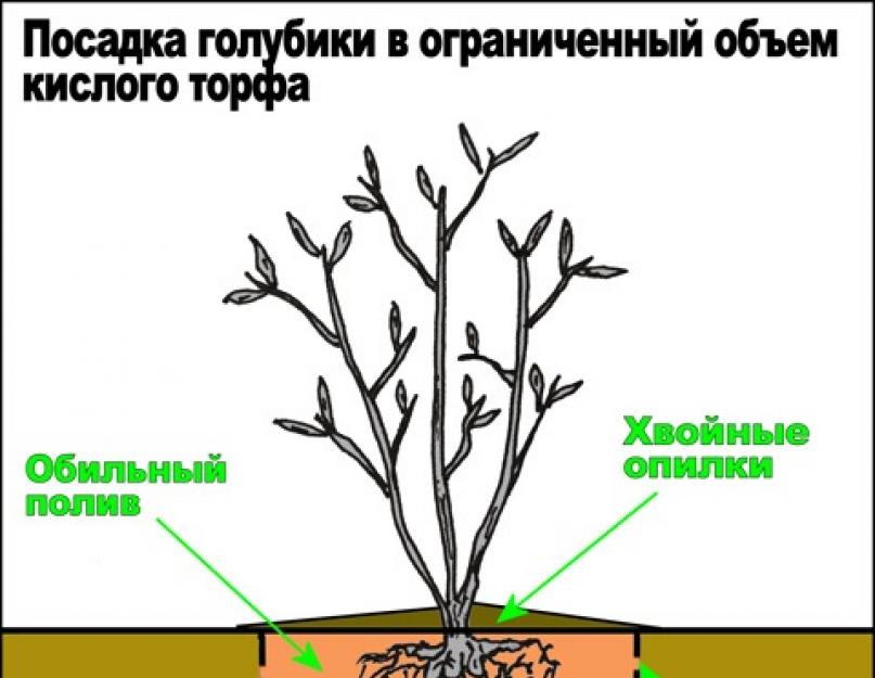 На каком расстоянии сажать голубику. Корневая система голубики садовой. Схема посадки голубики высокорослой. Посадка голубики схема посадки. Посадка голубики на дачном участке.