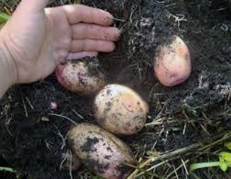 Картофель без окучивания и прополки. Выращивание картофеля без окучивания и прополки