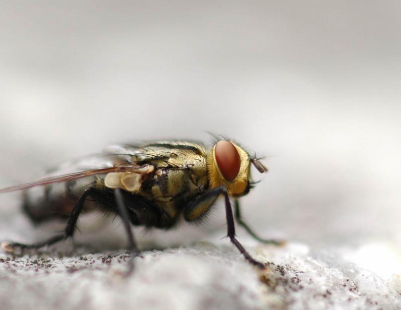 Как муха ходит по потолку. Ученые разобрались, почему муха не падает с потолка