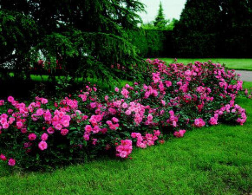 Плетистые розы: посадка и уход, правила выращивания в открытом грунте. Розы в ландшафтном дизайне (52 фото): правильное и красивое оформление сада