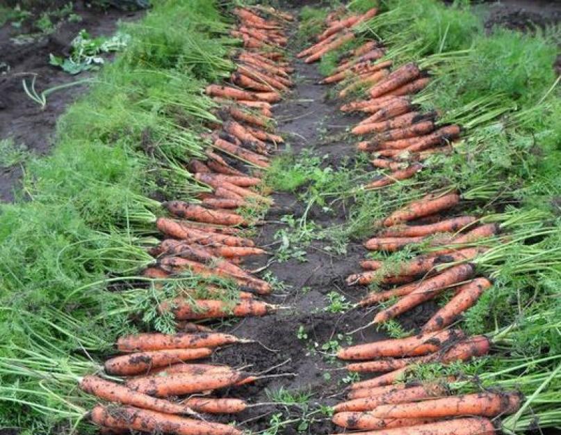 Морковь не сладкая чем полить. Как вырастить морковь крупную и сладкую