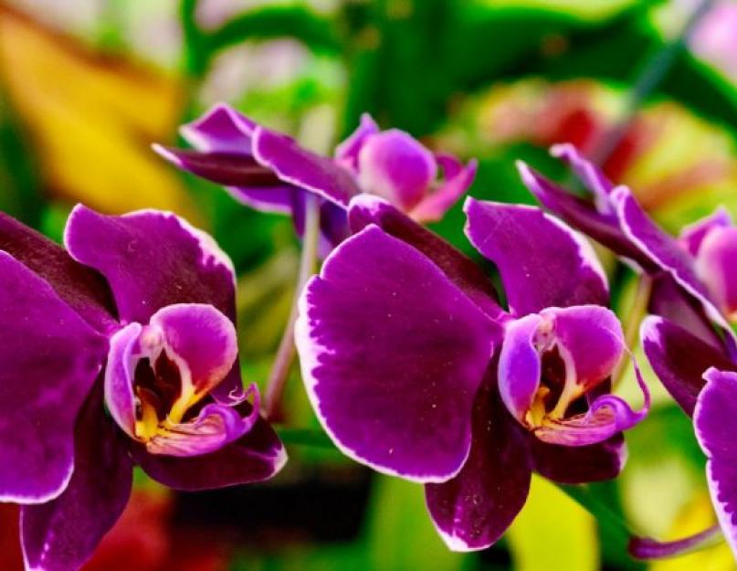 Как правильно садить луковицу орхидеи. Пошаговое выращивание орхидеи из луковицы из вьетнама