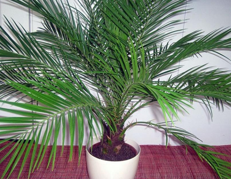  Распространенные виды пальм: подробное описание, название и фото. 