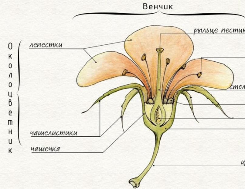 Цветок определение биология. Определение понятия “цветок”