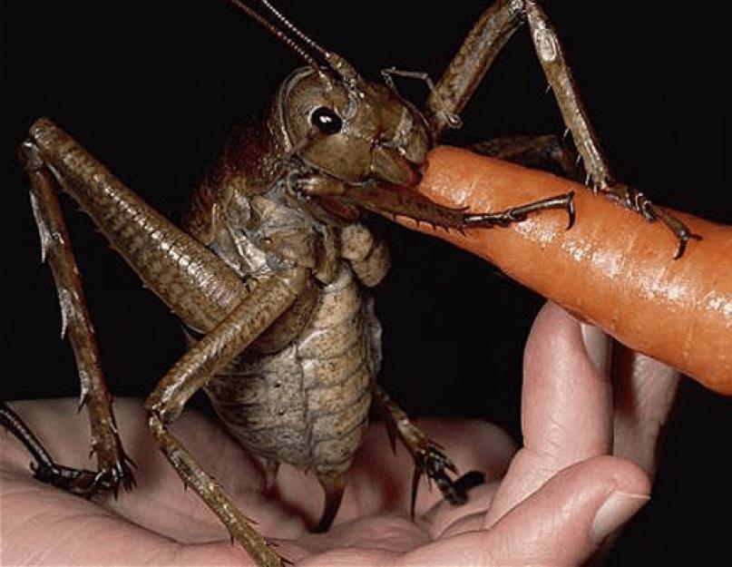 Крупное насекомое с. Самые большие насекомые в мире: фото