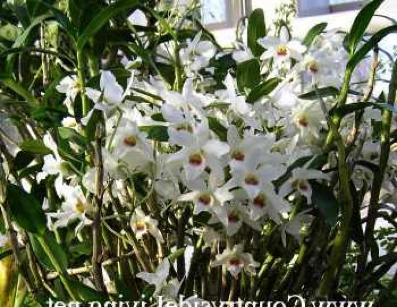 Орхидея Дендробиум Нобиле — Уход и размножение в домашних условиях. Дендробиум благородный Как ухаживать за дендробиумом в домашних условиях