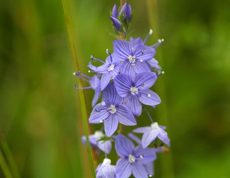Вероника колосковая синяя. Многолетние цветы вероника: особенности выращивания в открытом грунте