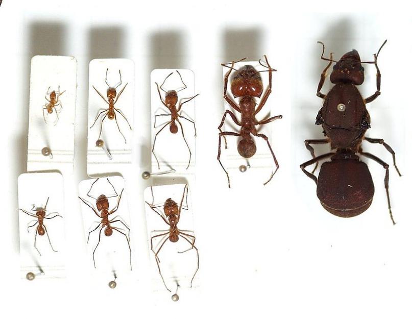Сообщение на тему муравьи. Интересные факты из жизни муравьев