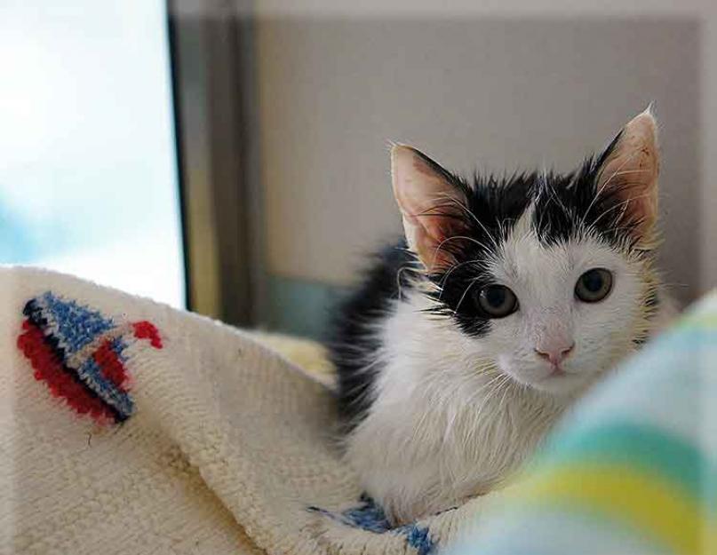 Как избавить котенка от блох: советы по лечению и профилактике. Как вывести блох у кормящей кошки и новорожденных котят Блохи у котят