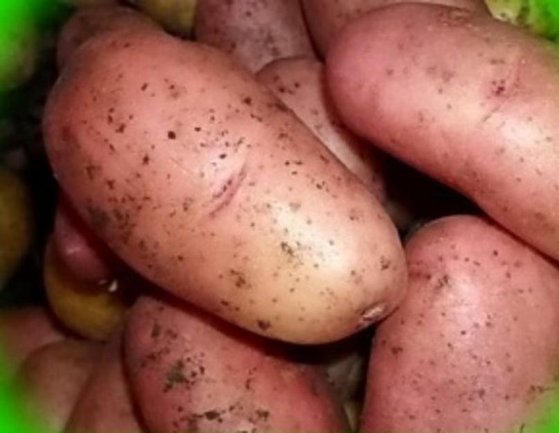 Агротехника выращивания картофеля в южных климатических, засушливых регионах в условиях засухи. Выращивание ранней картошки в краснодарском крае Выращивание картошки на кубани