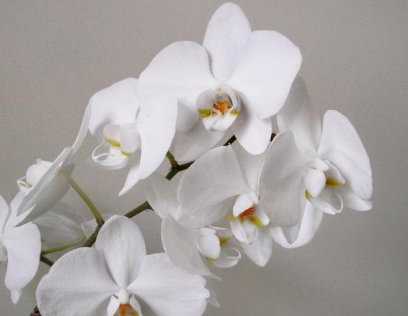 Что делать если орхидея переросла. Пересадка орхидеи
