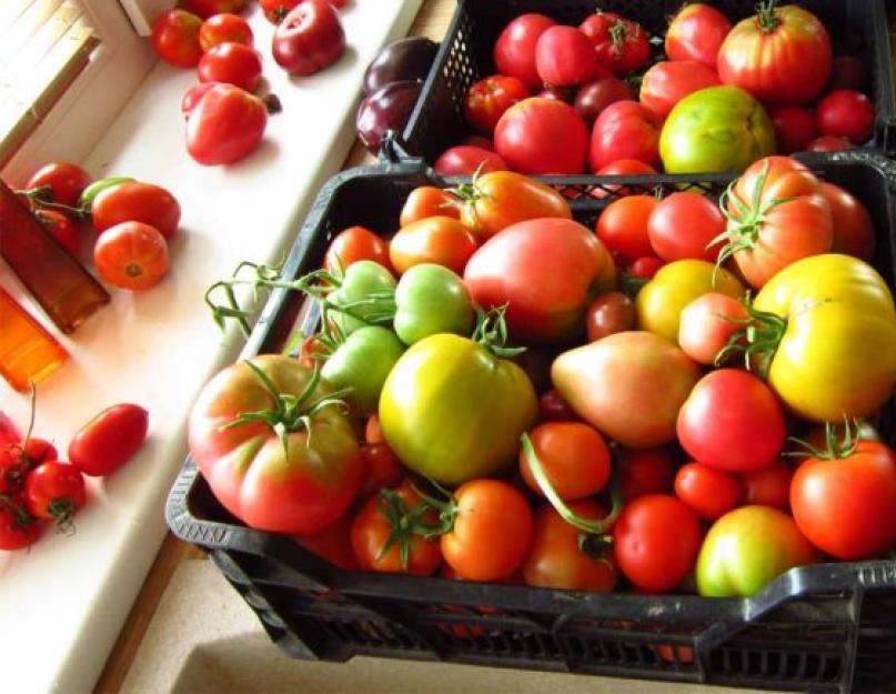 Как ускорить созревание помидоров. Как ускорить созревание тепличных томатов