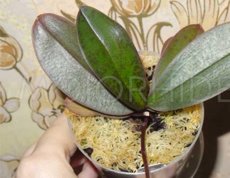Секреты выращивания орхидей в домашних условиях. Правильное выращивание орхидеи фаленопсис в домашних условиях