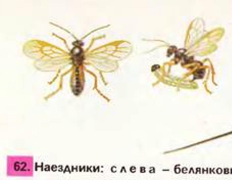 Примеры перепончатокрылых насекомых. Перепончатокрылые