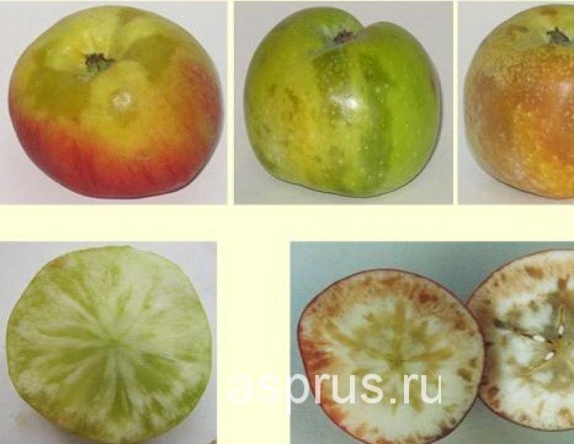 Стекловидная структура мякоти яблока можно ли есть. Бактериальные болезни плодовых культур