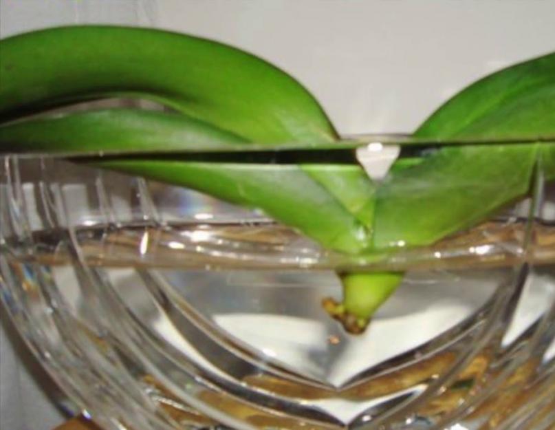 Как ухаживать за воздушными корнями орхидеи. Как надо поливать домашнюю орхидею