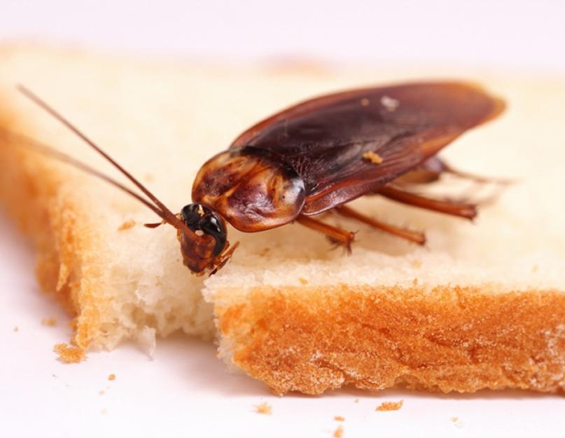 Что поможет от тараканов в квартире. Как избавиться от тараканов в квартире навсегда