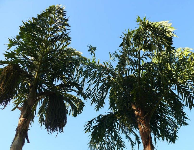 Где растет пальмовое дерево кариота. Пальма кариота: выращивание, уход и размножение