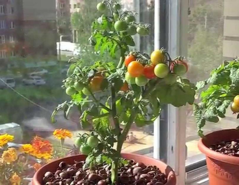 Как вырастить помидоры на подоконнике в домашних условиях? Азбука ошибок выращивания помидор дома. 