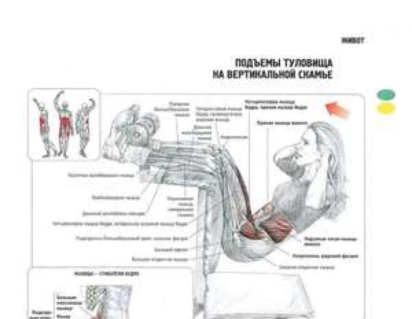 Как быстро накачать мышцы. Подъемы туловища на вертикальной скамье. Виды поднимания туловища. Подъем верха туловища. Подъемы туловища у гимнастической стенки.