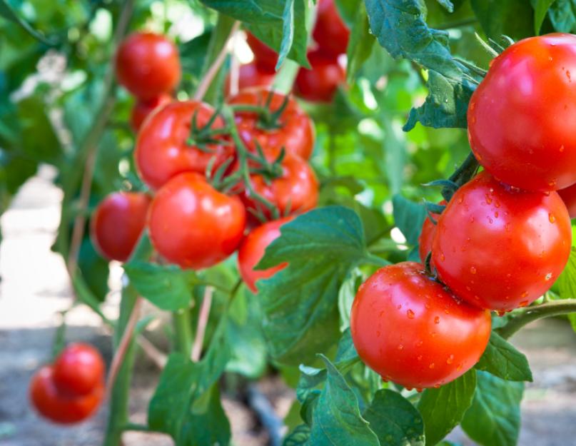 Раннеспелый сорт черри томат красная шапочка. Помидоры Красная шапочка: правила выращивания и отзывы огородников
