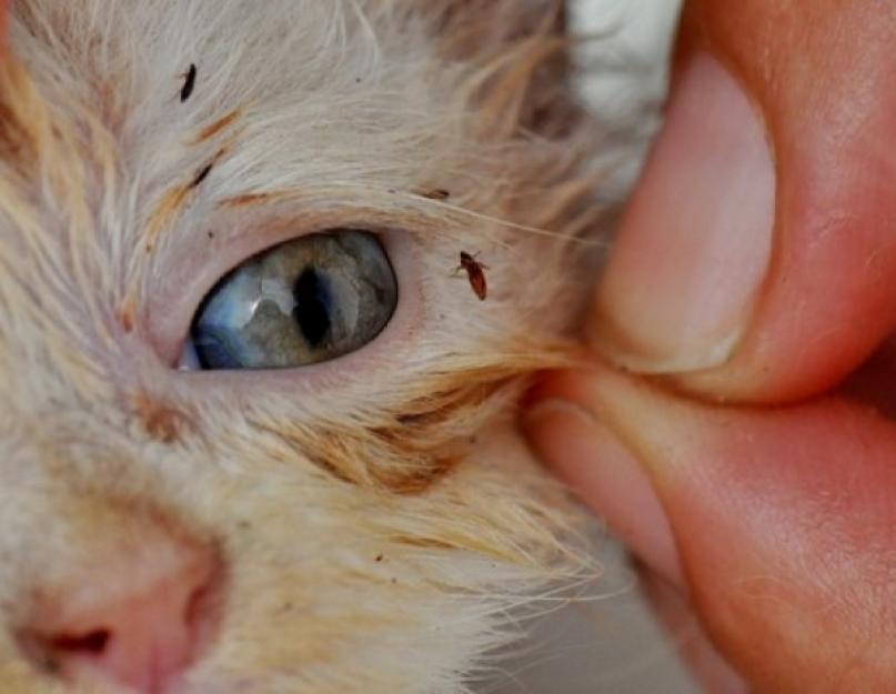 Как избавится от блох у новорожденного котенка. Как защитить котёнка от блох: профилактика и лечение