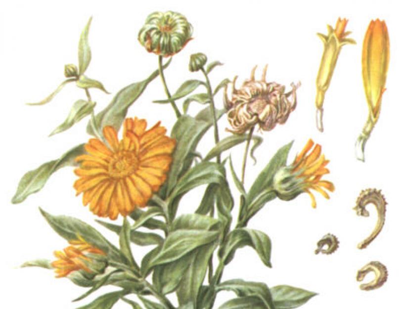 Календула лекарственная гф. Календула лекарственная - Calendula officinalis L