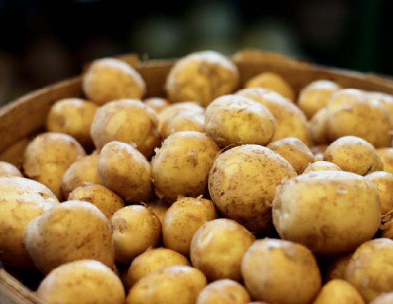 Учимся выращивать картофель по голландской технологии. Выращивание картофеля по голландской технологии – максимальный результат при минимальных усилиях