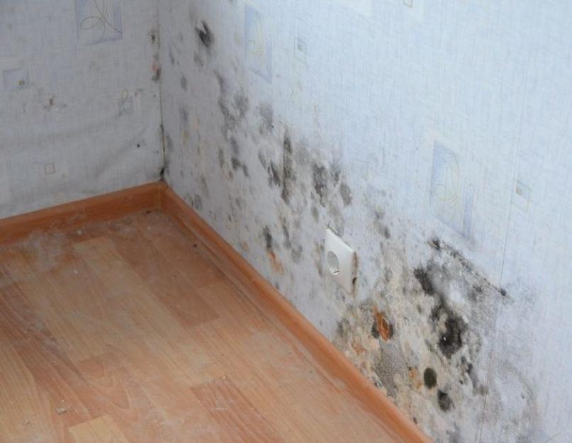 Как избавиться от черной плесени в доме? Борьба с плесенью на стенах в квартире: средства для уничтожения грибка. 