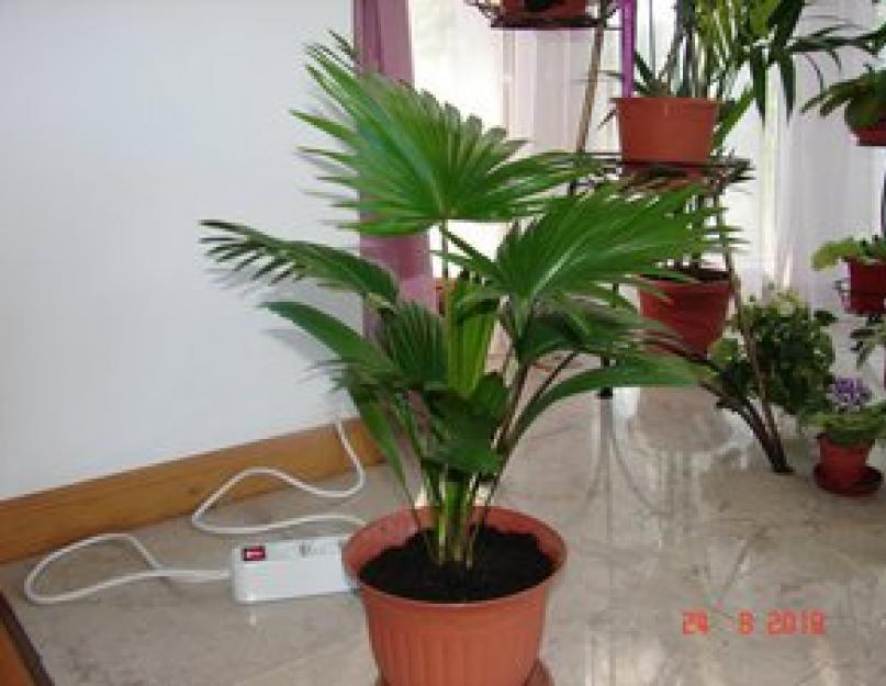 Выращивание комнатной пальмы. Как правильно ухаживать за пальмой дома