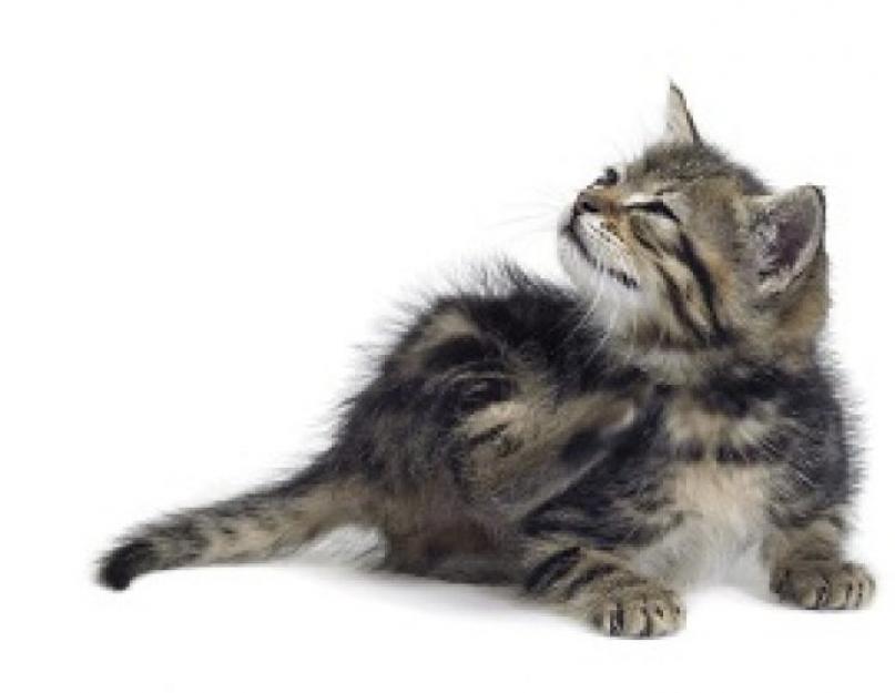 Средство от блох для новорожденных котят. Как вывести блох у кормящей кошки и новорожденных котят