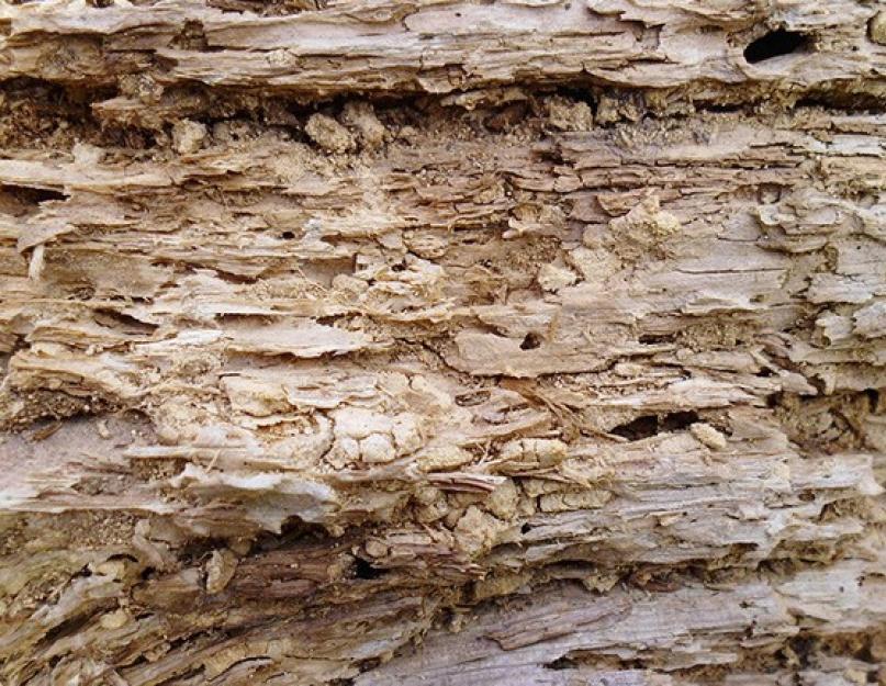 Виды червоточин. Биологические и механические повреждения, прочие пороки древесины