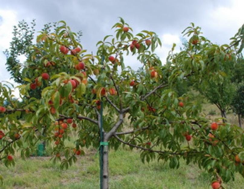 Персики коричневые. Обзор и описание лучших видов и сортов персика