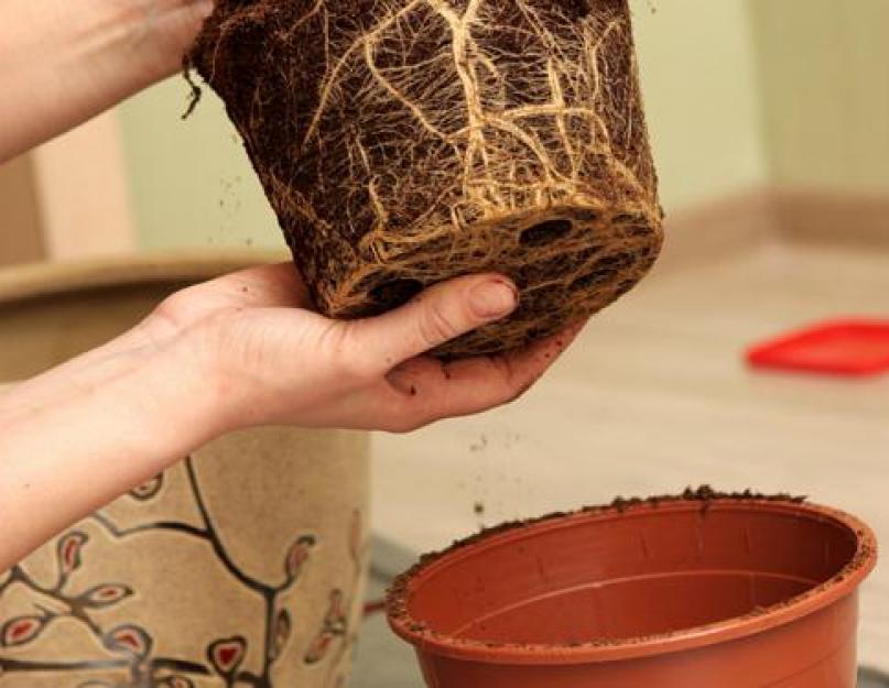 Как размножить мадагаскарский жасмин. Стефанотис: особенности выращивания мадагаскарского жасмина в домашних условиях