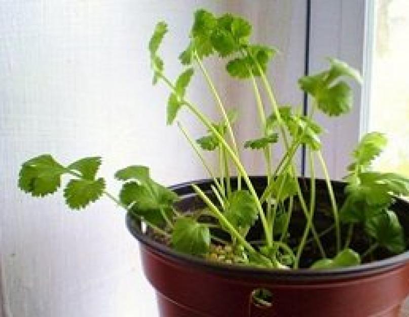 Выращивание кинзы в открытом грунте, когда садить и как ухаживать за кинзой на даче! Выращивание кориандра (кинзы) дома на подоконнике из семян: посадка, уход, фото. 
