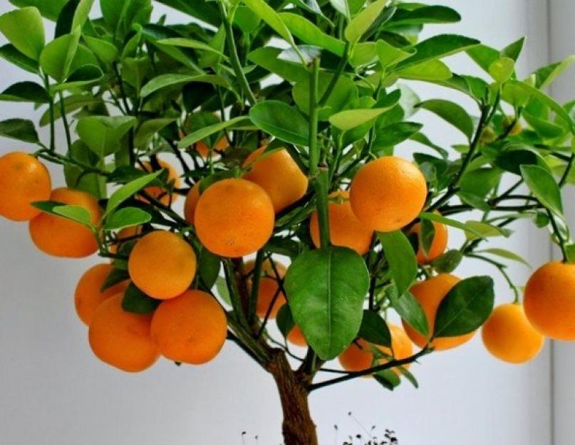 Как поливать мандариновое дерево в домашних условиях. Как ухаживать за мандариновым деревом в горшке в домашних условиях