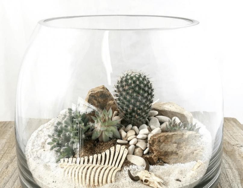 Мини сад в аквариуме какие растения использовать. Отдельный мир в вашей квартире или флорариум из кактусов