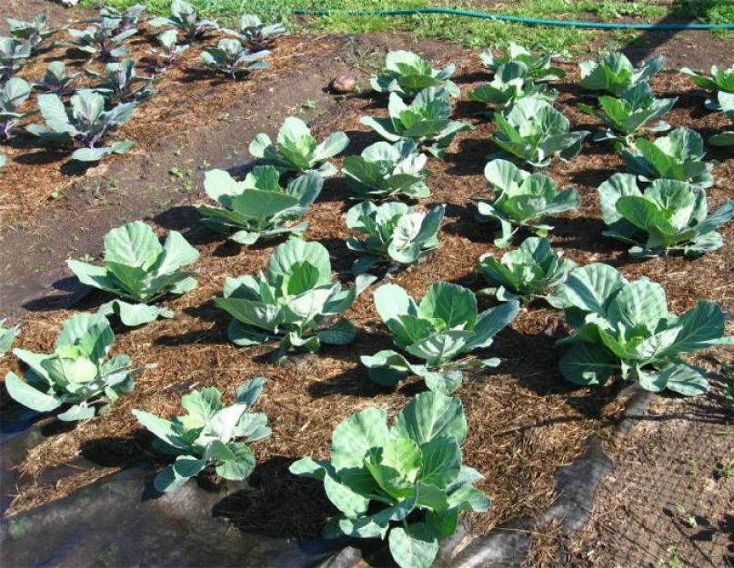 Посев капусты по лунному календарю год. Выращивание рассады капусты в домашних условиях