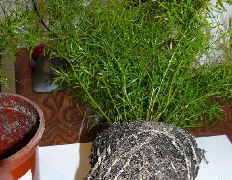 Чудо-спаржа: выращивание, посадка и уход. Правильный уход за аспарагусом в домашних условиях