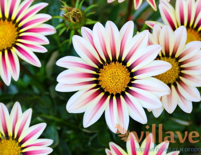 Цветок «Газания»: описание, фото, посадка и уход в домашних условиях. Выращивание гацании из семян в домашних условиях