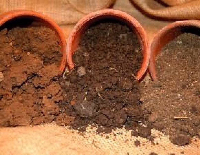 Как правильно подготовить почву для рассады перца. Грунт для рассады: как правильно приготовить почву для каждой культуры
