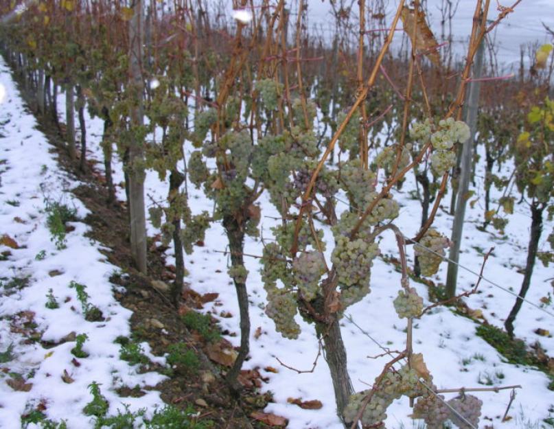 При скольки градусов замерзает виноград. При какой температуре обычно укрывают виноград на зиму