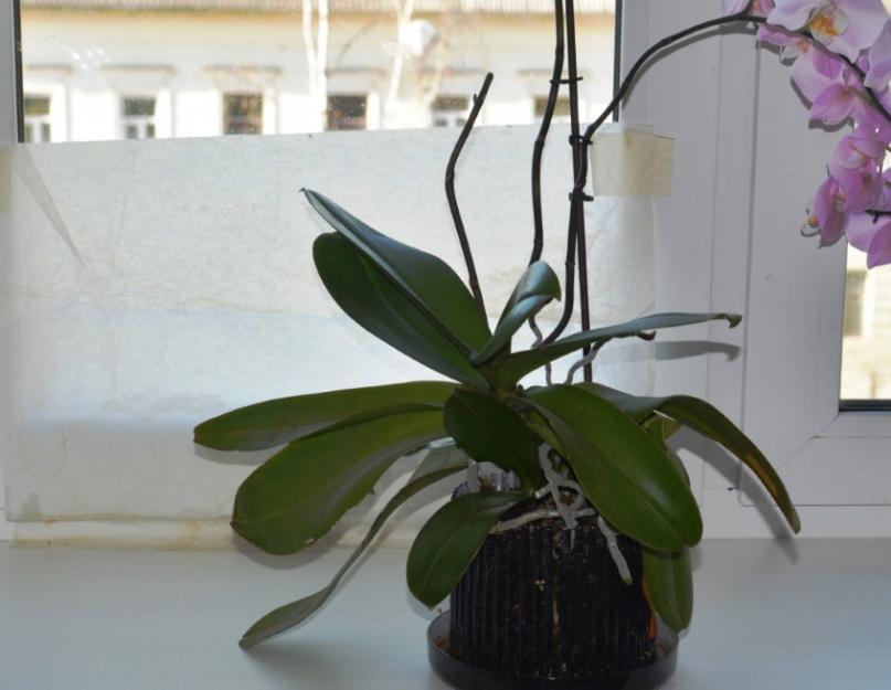 Орхидея с воздушными корнями без земли уход. Воздушные корни орхидеи: заболевания и способы восстановления