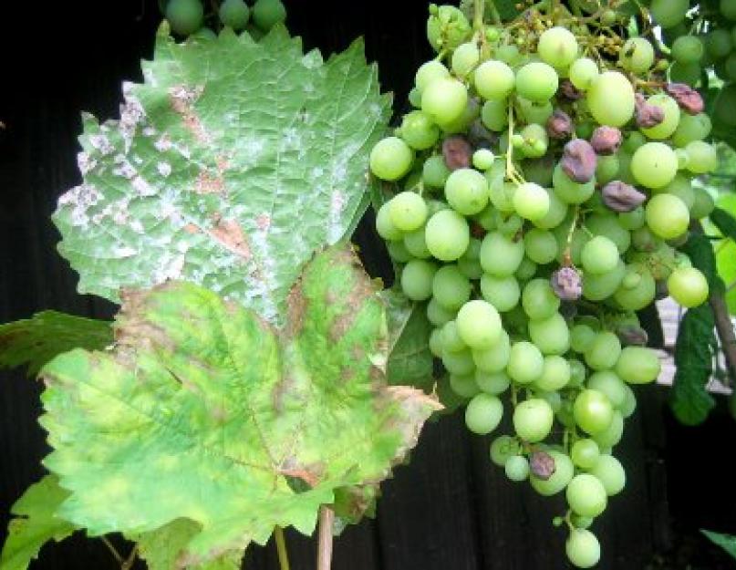 Чем лечить болезнь листа винограда милдью? Садоводам: болезни винограда и способы их лечения. 