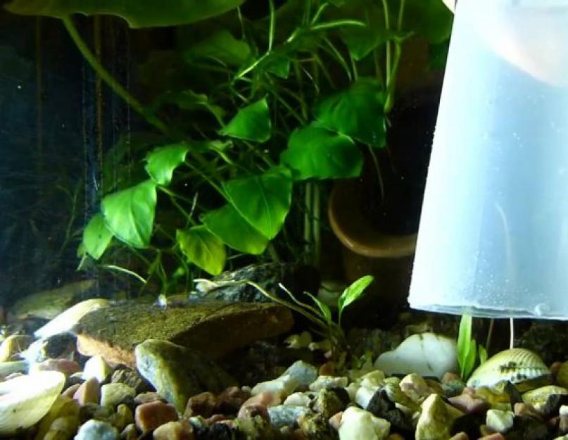 Как правильно грунт очистить в аквариуме. Как почистить аквариум от водорослей? Аквариум после «запуска»