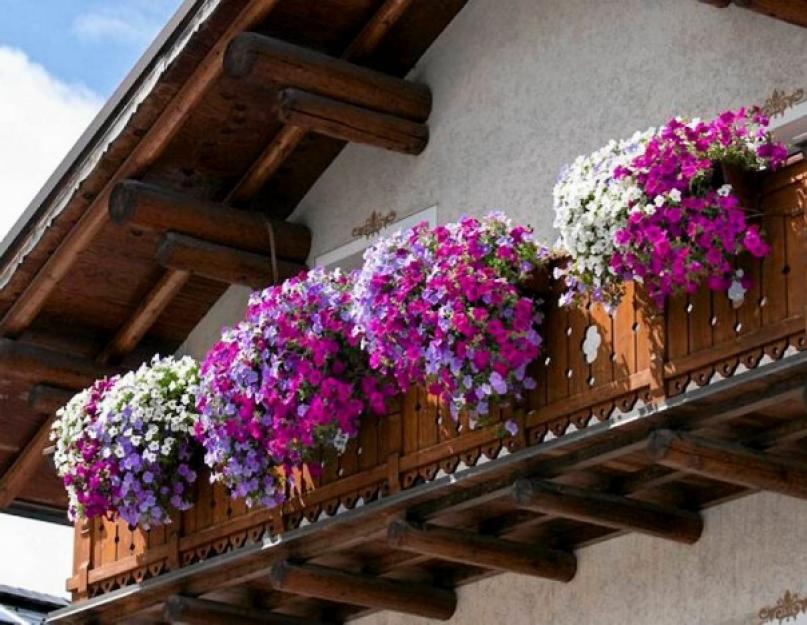 Как украсить балкон цветочными вазонами. Нежные цветы на балконе: озеленение с помощью растений