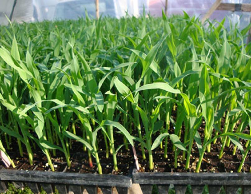 Что вносить при посадке кукурузы. Сажаем кукурузу в открытый грунт: сроки посадки, выращивание и уход