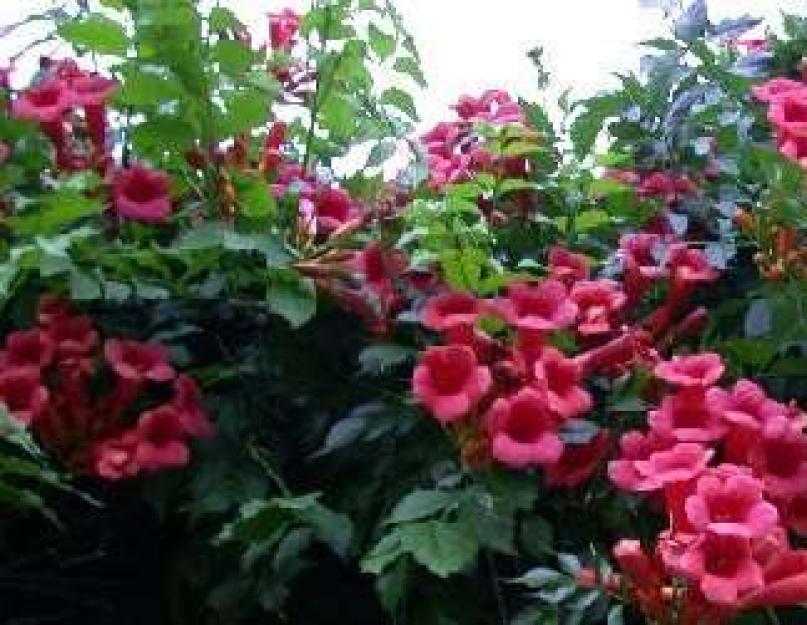 Вьюнок: декоративный цветок в саду и на балконе. Цветущие вьющиеся растения для сада и дачи