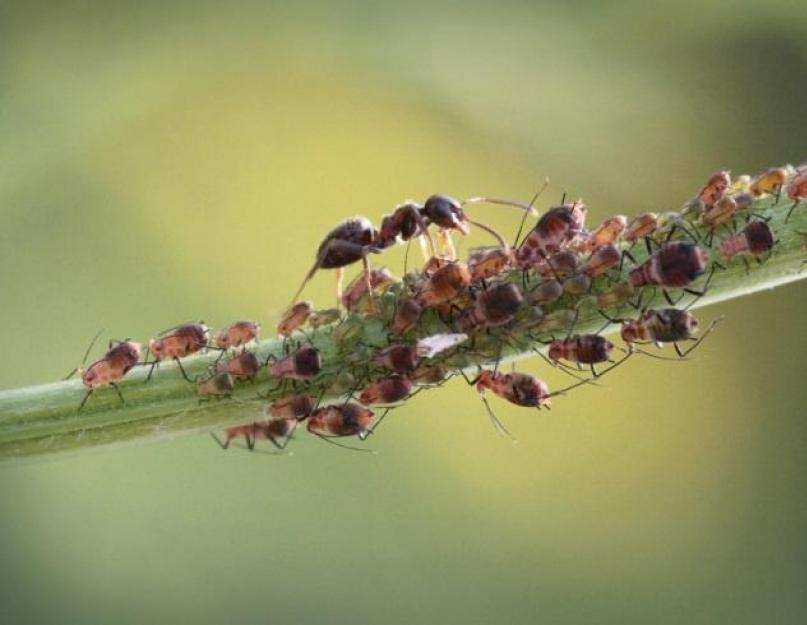 Как убить муравьев на огороде. Убойные средства — приманки